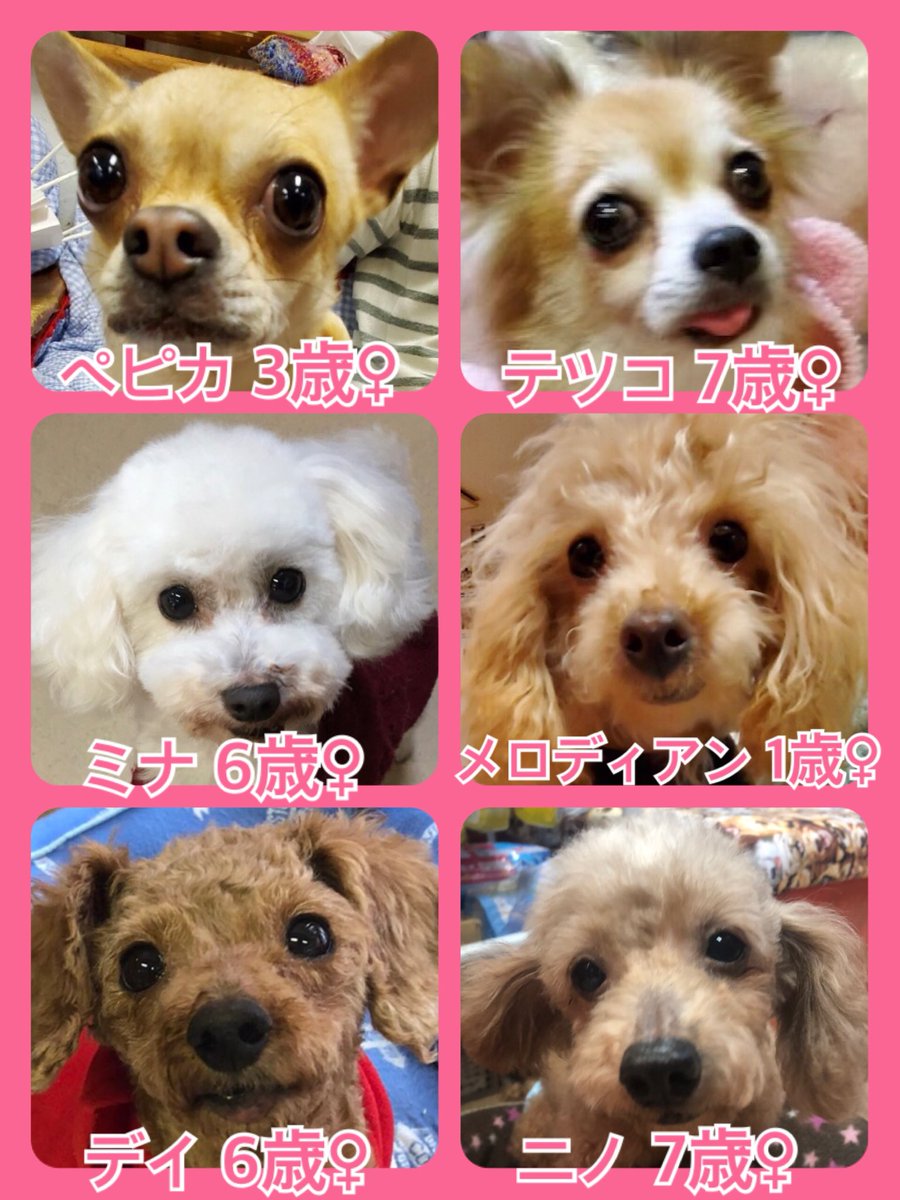 🐾今日の里親様募集中ワンコ🐶メンバーです🐾2020,2,20